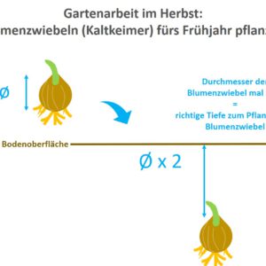 Gartenarbeit im Herbst_Blumenzwiebeln (Kaltkeimer) fürs Frühjahr pflanzen