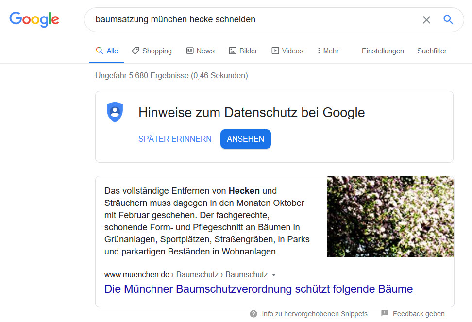 Google_Baumsatzung München