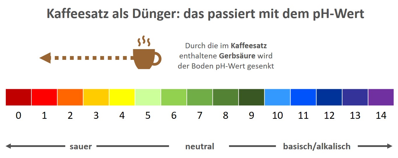 Kaffeesatz als Dünger verwenden: das passiert mit dem pH-Wert
