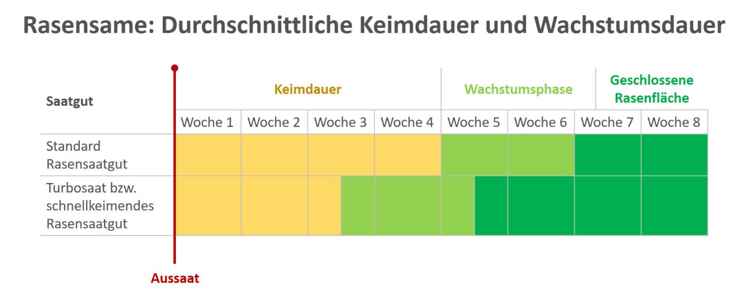 Rasen säen im Herbst Checkliste für erfolgreiche Aussaat