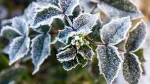 Garten bei Frost gießen: das gilt es zu beachten