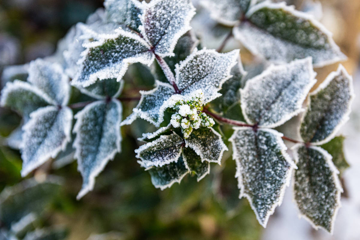 Garten bei Frost gießen: das gilt es zu beachten