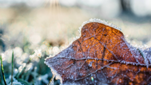 Muss man eine Regentonne im Winter leeren