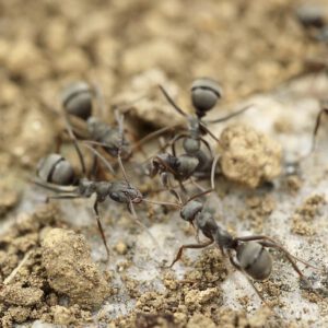 Ameisen auf dem Kompost