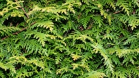 Ist Thuja giftig