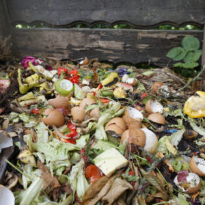 Zitrusfrüchte auf den Kompost_Zitrusfrüchte kompostieren