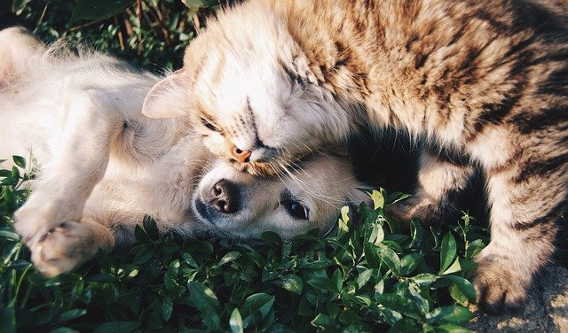Welche Pflanzen sind für Katzen & Hunde giftig?