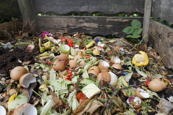 Zitrusfrüchte auf den Kompost_Zitrusfrüchte kompostieren