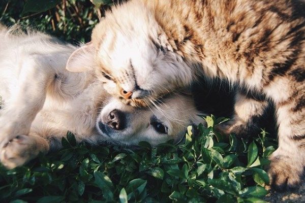 Welche Pflanzen sind für Katzen & Hunde giftig?